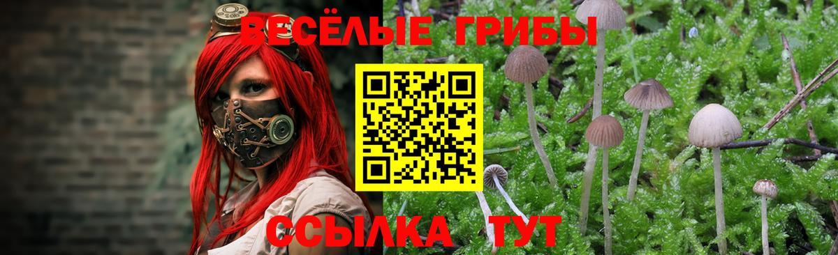 Шумерля  Псилоцибиновые грибы GOLDEN TEACHER  Вход с VPN 
